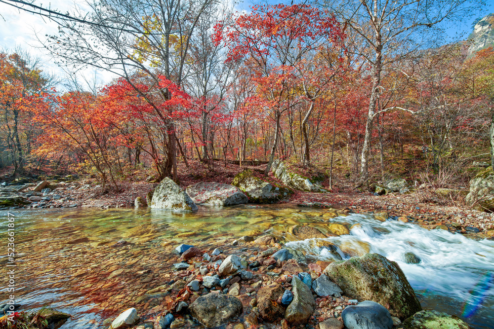 秋天的枫叶和溪流景观。