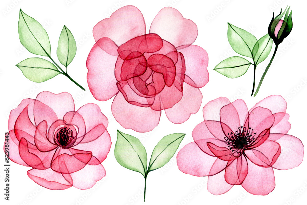 水彩画。一组透明的花，粉红色的玫瑰，花蕾和叶子。x射线