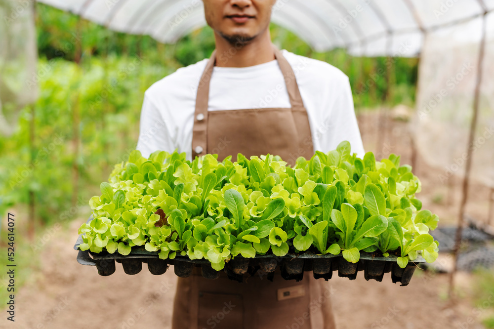 农民在温室里的水培植物系统农场手工收获新鲜沙拉蔬菜。
