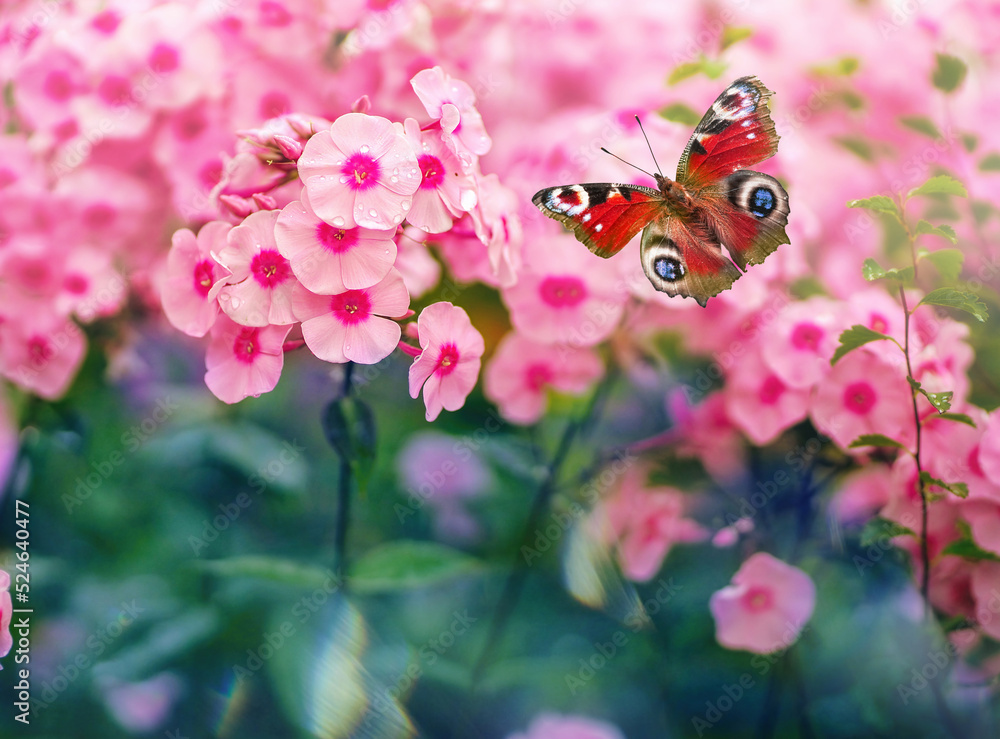 明亮的孔雀蝶（Aglais io，Inahis io）在郁郁葱葱的粉红色夹竹桃花上飞行，mac