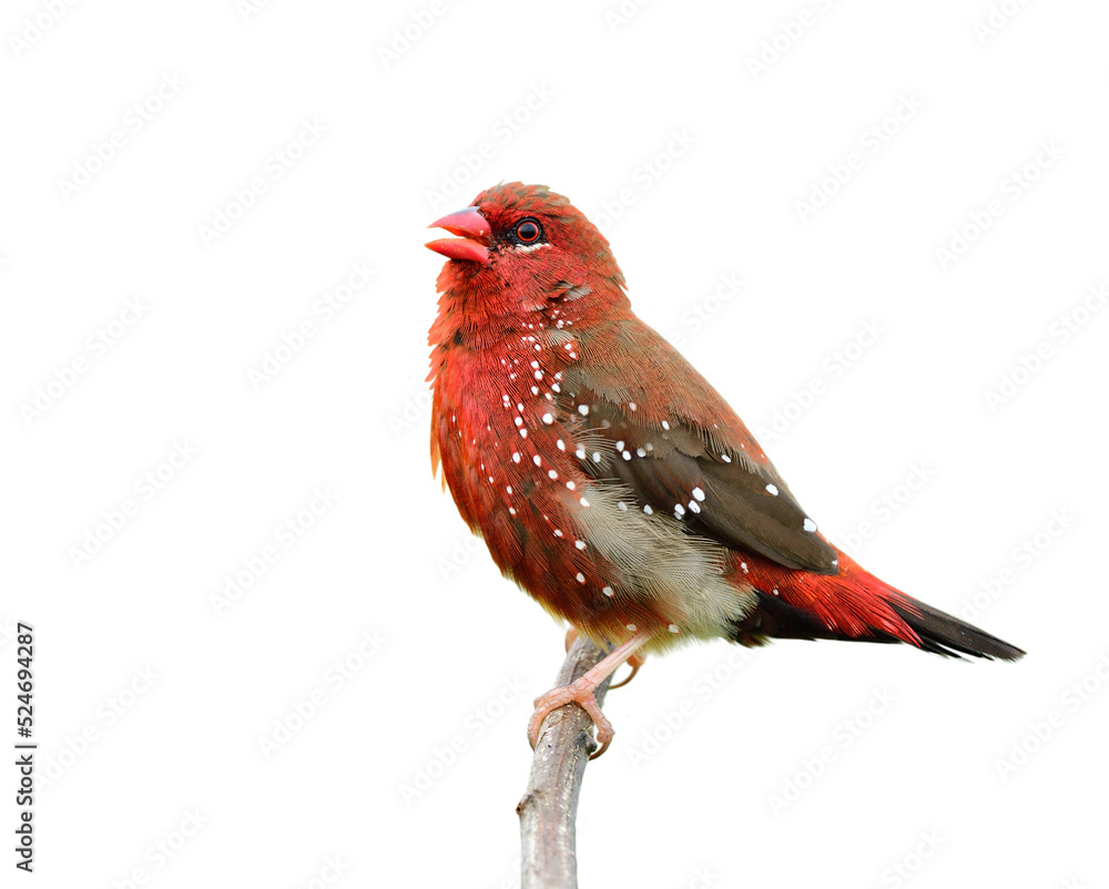 快乐的红色斑点鸟在白色背景下隔离的树枝上唱歌，红色avada