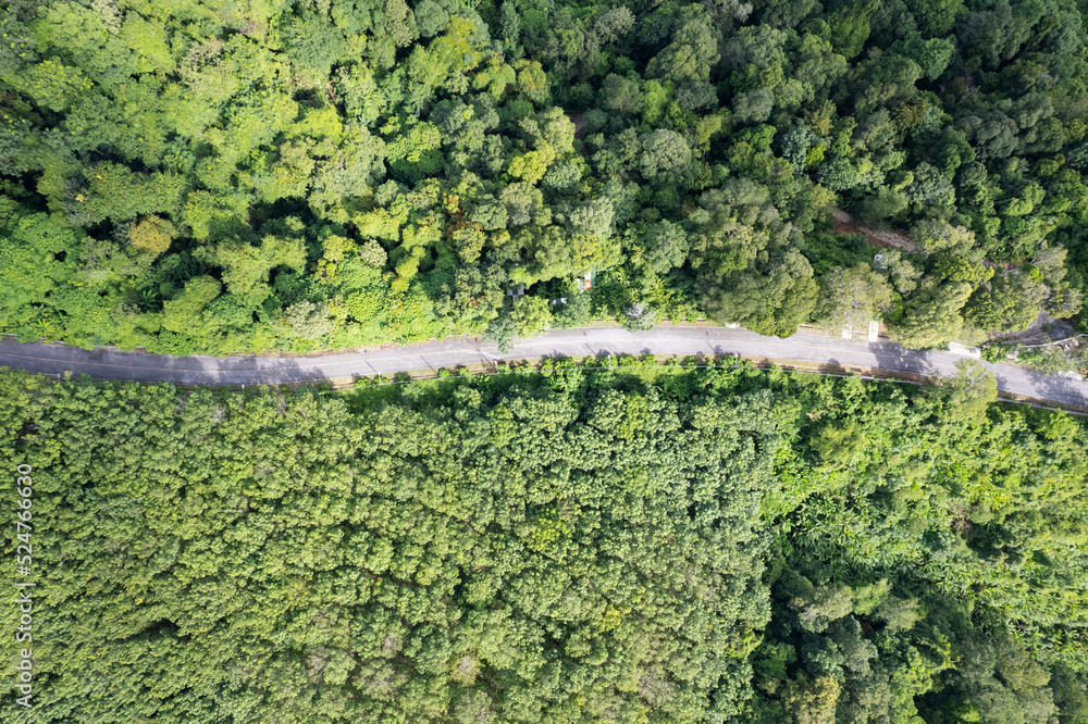 鸟瞰森林中的曲线路绿色的夏季树木无人机相机自上而下的景色令人惊叹