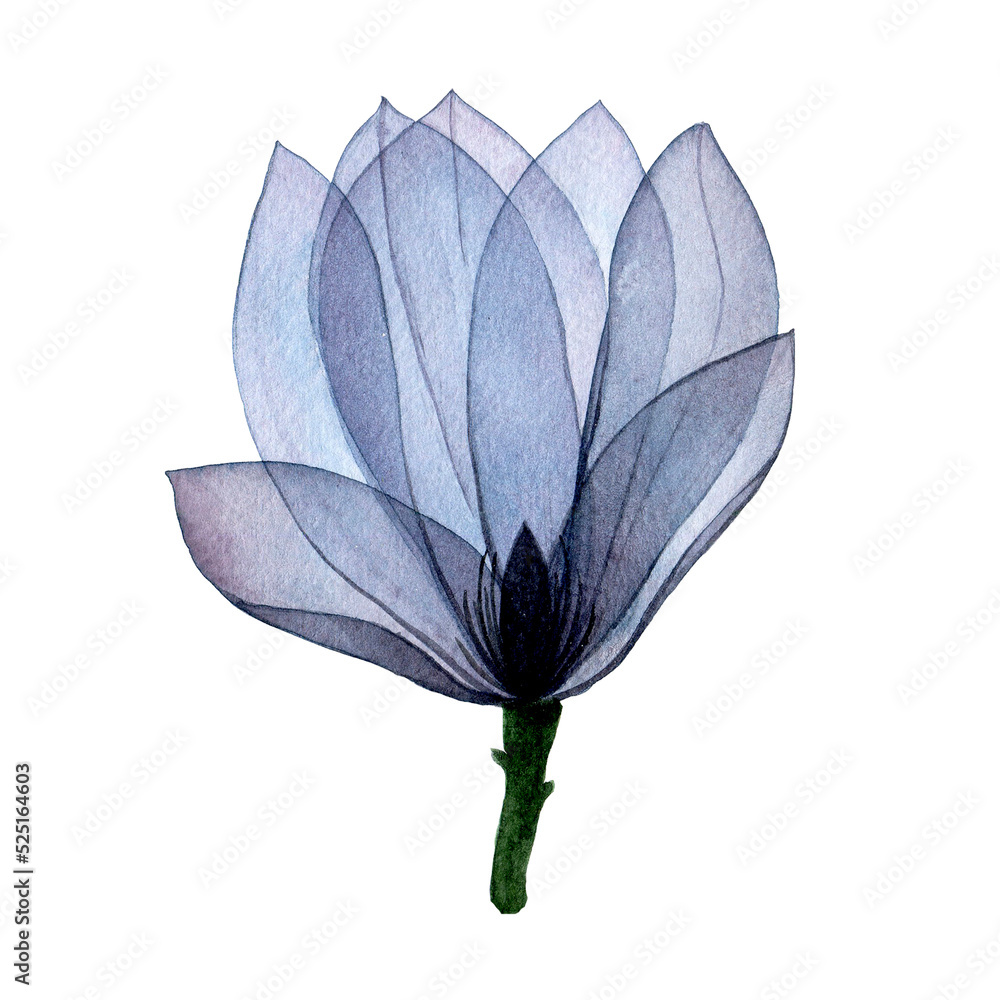 水彩画透明木兰花。透明花蓝色孤立元素。