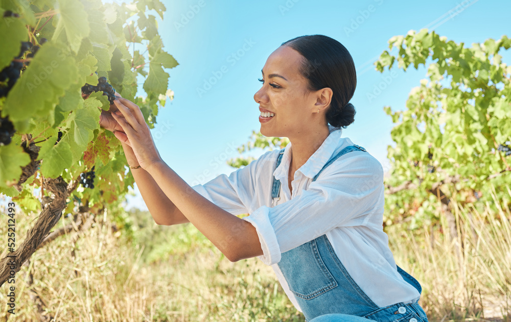 夏季收获日，水果、葡萄园和农民在农场微笑着从植物中采摘葡萄。Wom