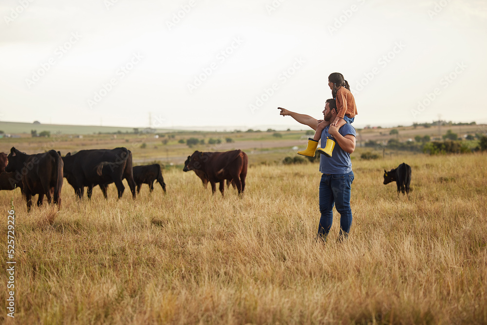 Sustainability, nature and farmer teaching daughter how to care for livestock on a cattle farm. Lovi