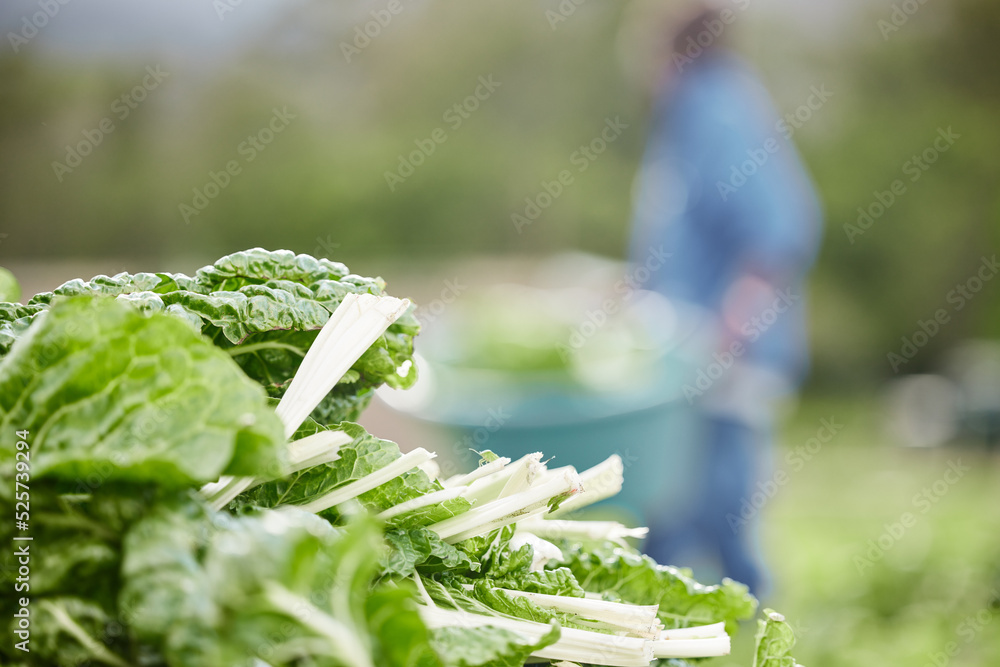 Countryside spinach leaf farm in spring harvest, bokeh background, zoom green nature vegetables on f