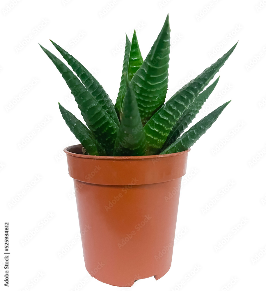 Succulent plant in a pot isolated