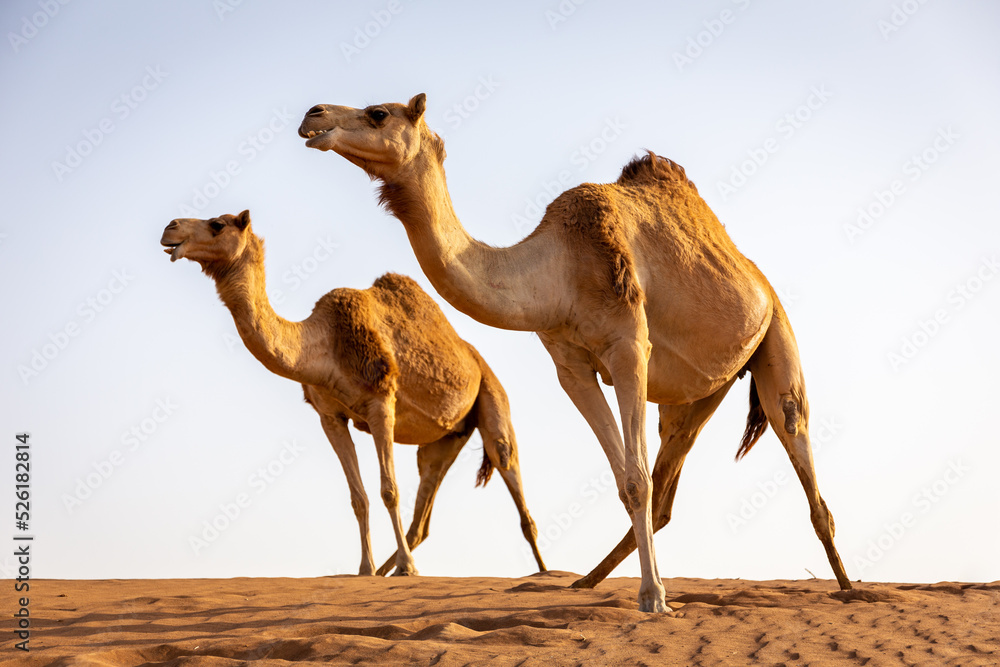 Two dromedary camels (Camelus dromedarius) standing in the same way at the top of sand dune in the d