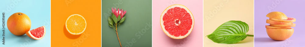 Collage with citrus fruits, flower and tropical leaf on colorful background