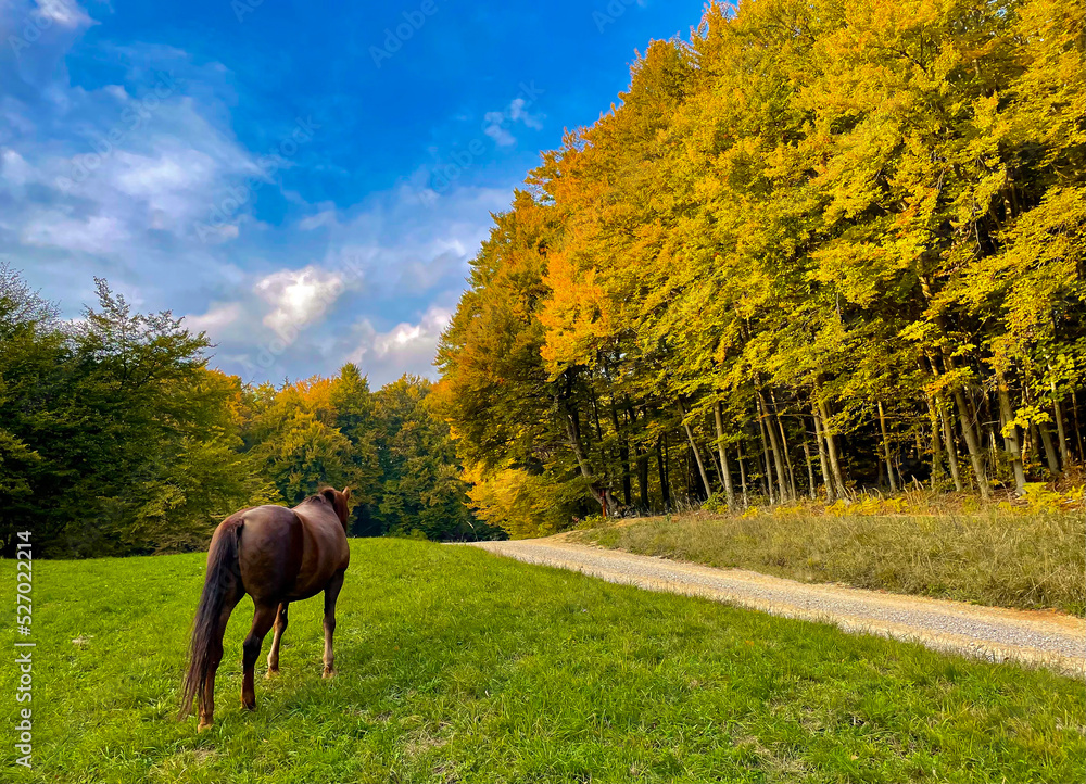 阳光明媚的秋日，马在彩色森林附近的绿色牧场上吃草