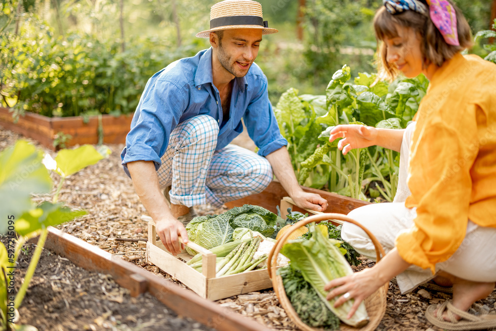 男人和女人在家里的花园里采摘新鲜的生菜，收割当地种植的蔬菜和蔬菜。哈
