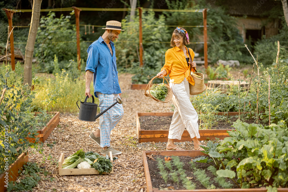 年轻夫妇在家里的花园里照料植物，种植当地蔬菜。和收割机一起走
