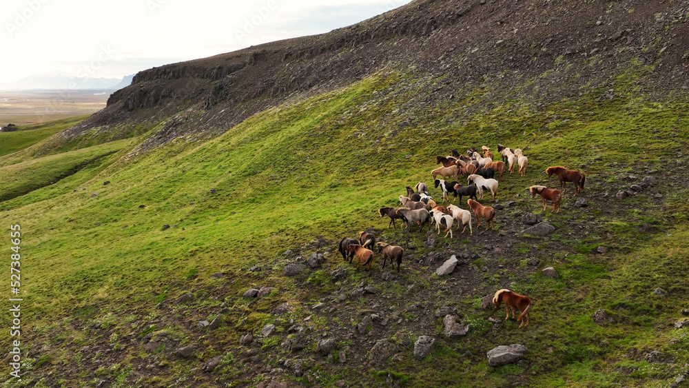 冰岛马在田野里吃草。