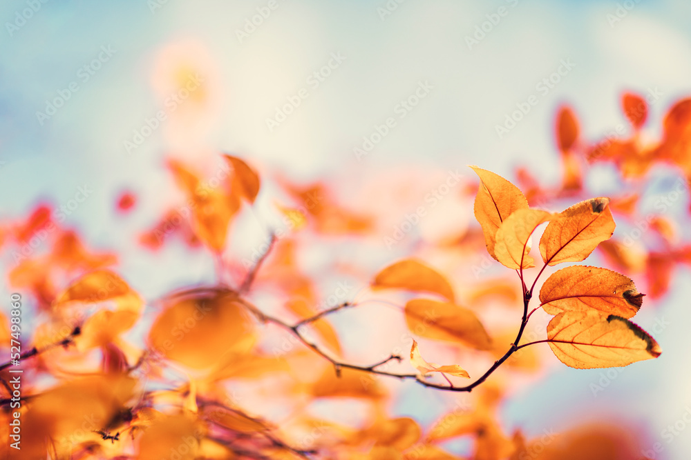 晴朗的天空中，秋天的背景是五颜六色的树叶