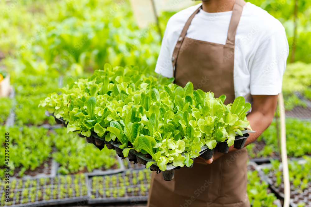 人工在温室的水培植物系统农场收获新鲜沙拉蔬菜推向市场