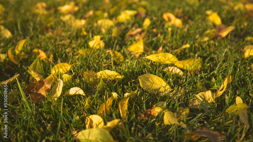 特写，低角度：倒下的黄色树叶遍布绿草