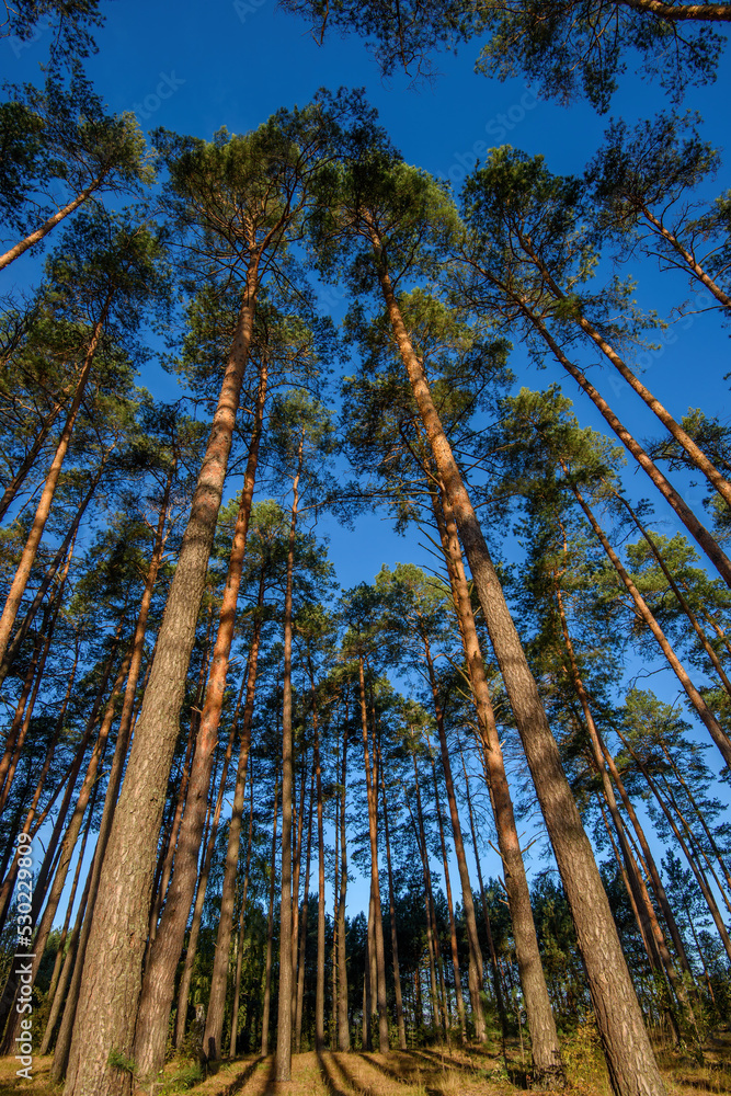 Autumn pine trees in a forest and clear blue sky background