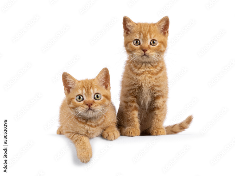 两只红色的英国短毛猫小猫，面对卡马拉并排坐着躺着。两只都在看