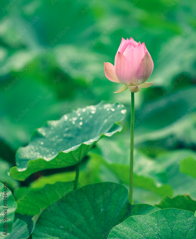一朵莲花让人感觉优雅，夏天的炎热消失了。粉红色夹杂着白色的pe