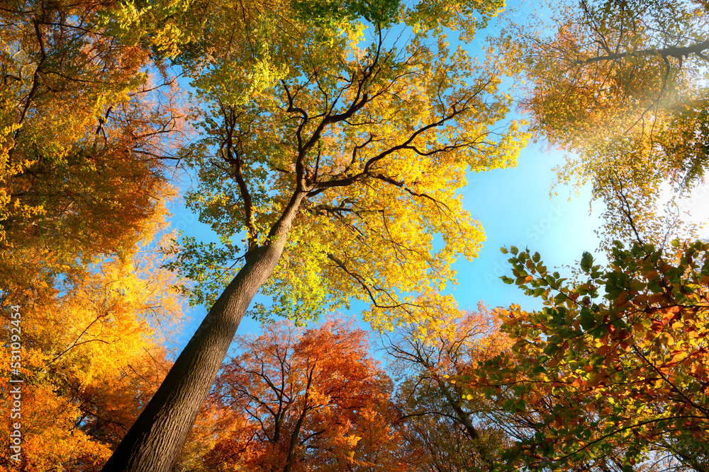 向上看森林，五颜六色的树冠，秋天的树叶颜色和蓝天