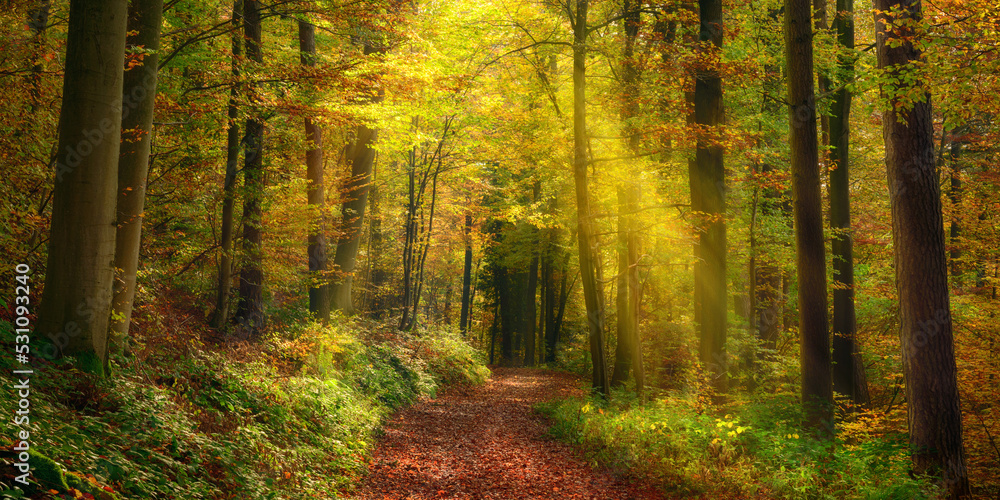 Rays of light illuminating a footpath in a misty autumn forest and creating a natural arch, a tranqu