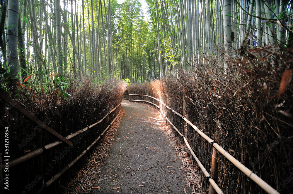 日本荒山县相野的竹林步道。