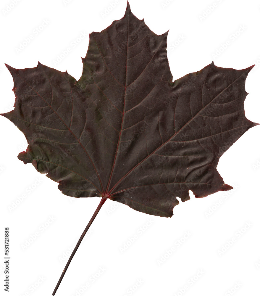 秋天干燥的棕色叶子的图像