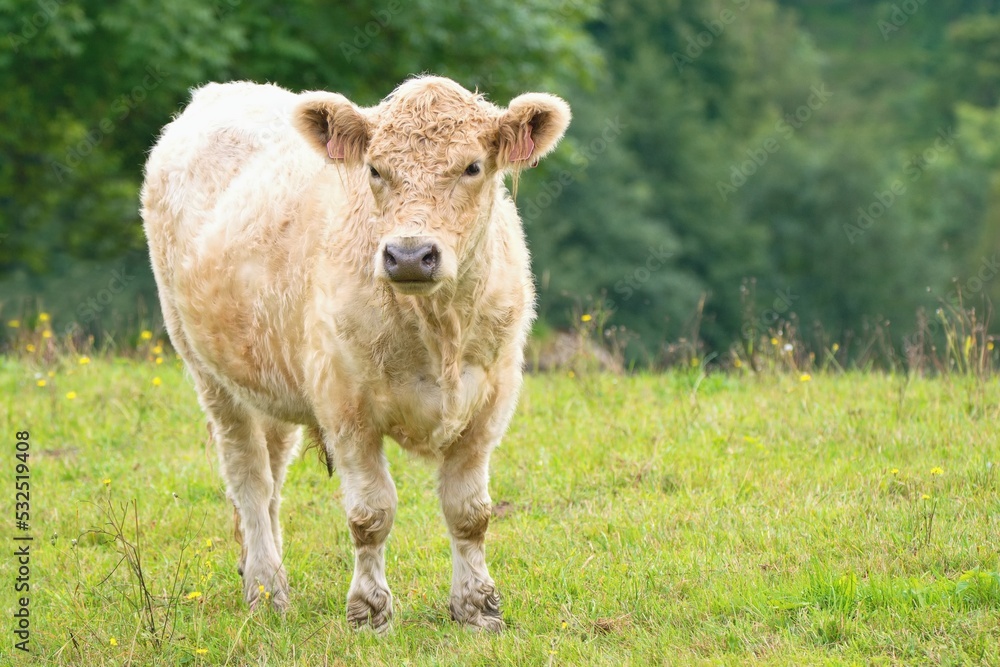 奶牛-加洛韦牛，苏格兰品种的肉牛，以苏格兰的加洛韦地区命名