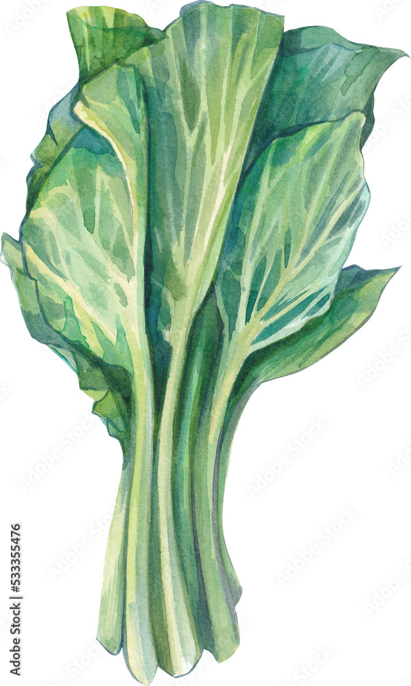 水彩，蔬菜手绘插图