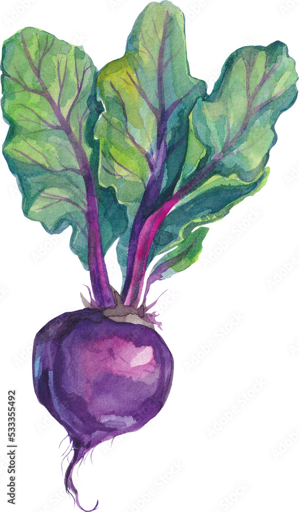 水彩，蔬菜手绘插图