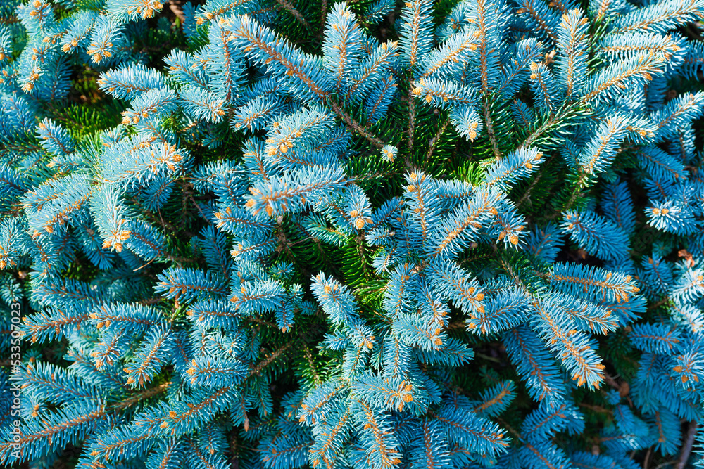一棵蓝色云杉作为背景。针叶树上的针叶。新年和圣诞树。芹菜