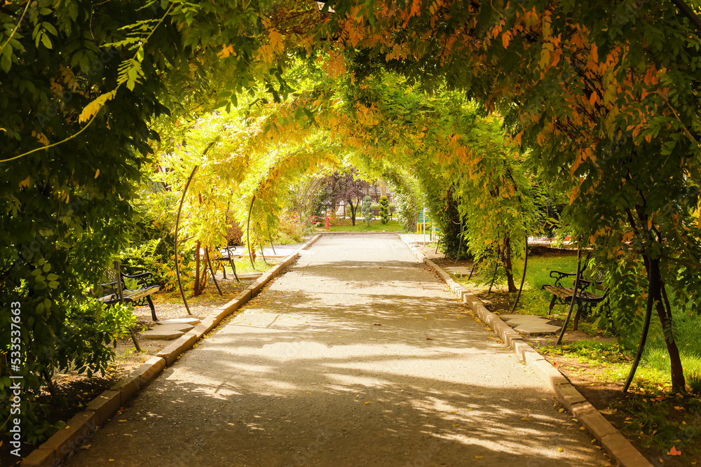阳光明媚的秋天公园里，攀爬植物制成的拱门下的长椅