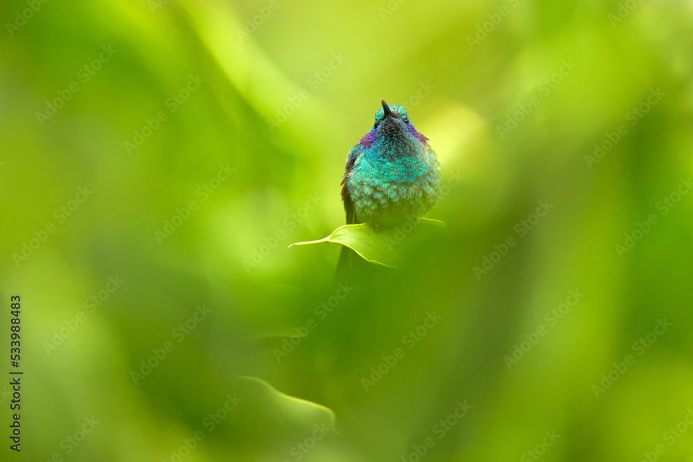 哥斯达黎加野生动物。橙色花朵的蜂鸟——飞行。绿色紫罗兰色耳朵，地中海锥虫，