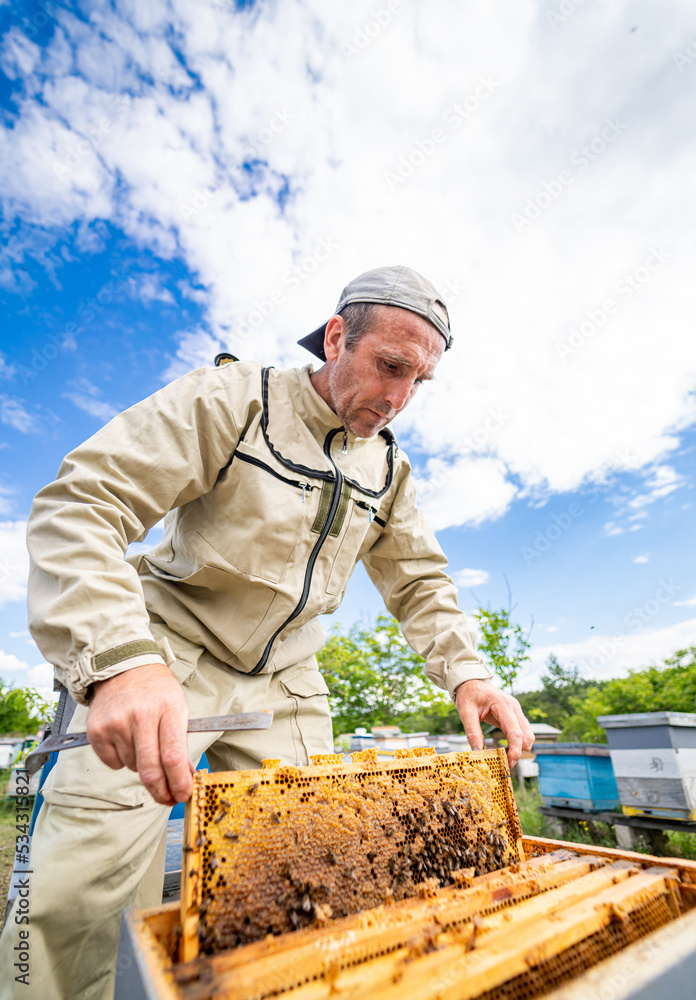 木质框架养蜂专业养殖。穿着防护服的养蜂人。