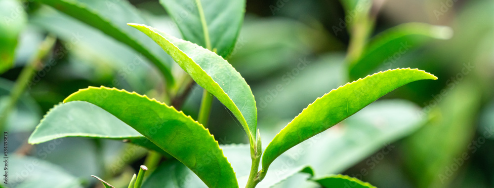 美丽的绿茶作物园排景，为鲜茶产品设计理念。
