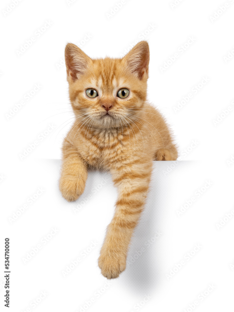 可爱的姜黄色英国短毛猫小猫，躺在边缘，爪子下垂。期待