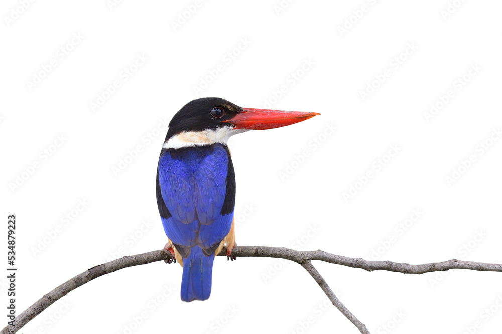 halcyon pilata（黑顶翠鸟）美丽的蓝鸟，有大红色的喙，很好地栖息在w