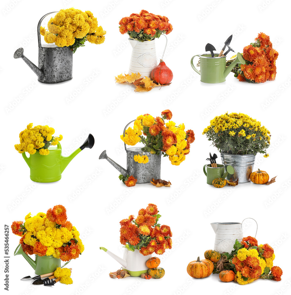 Group of fresh chrysanthemum flowers with rubber boots, watering cans and gardening tools on white b
