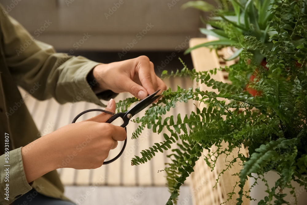 女人在家里修剪室内植物的枝条，特写