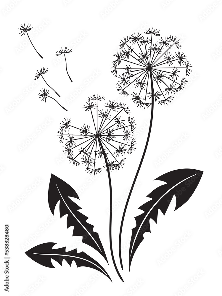 Hand drawn ornate dandelions silhouettes in graphic style isolated vector illustration
