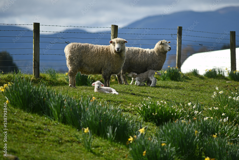 水仙花围场里的春天羔羊和绵羊