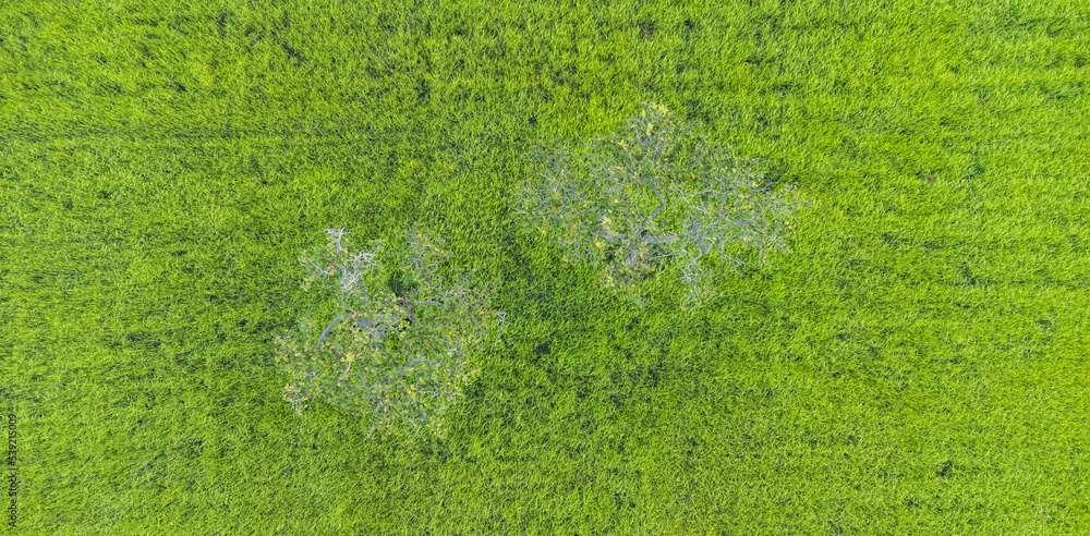 稻田俯视图。无人机镜头。绿色稻田纹理背景。无人机俯视图。foc