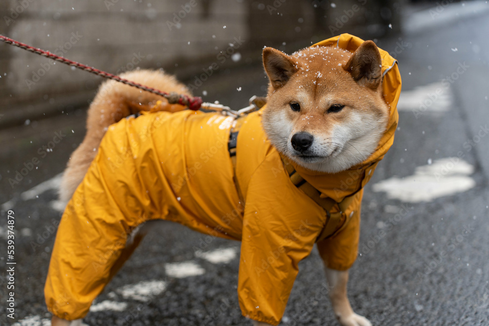 Shiba inu穿着黄色毛衣，Shiba inu狗为寒冷的天气打扮，