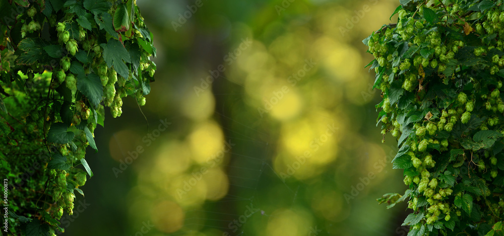 在啤酒花背景上跳跃球果和叶子。Blurry啤酒花由绿叶自然构成。