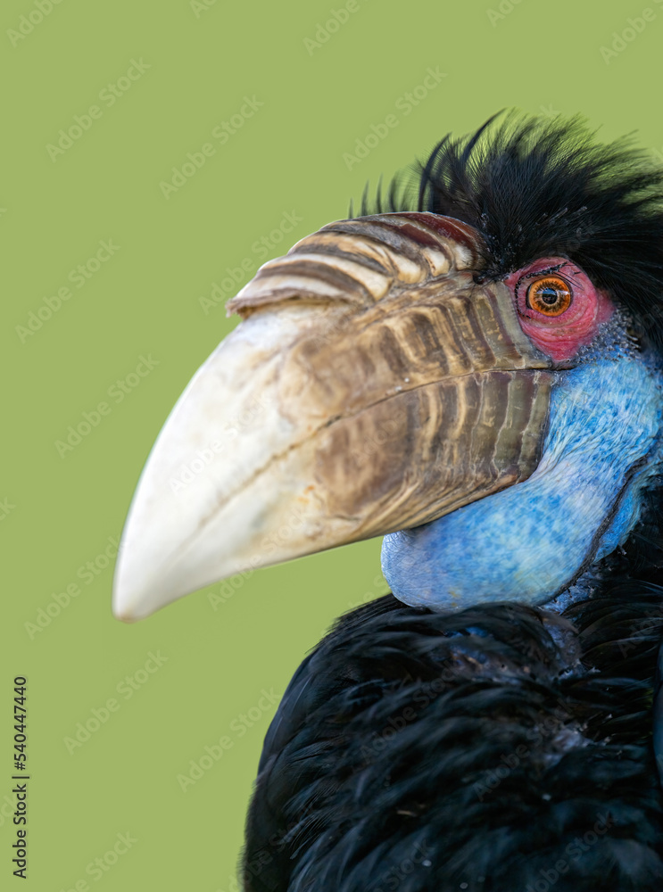 portrait for a Wreathed Hornbill 