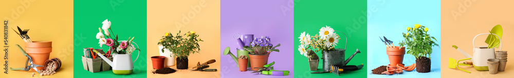 彩色背景上的一套园丁用品和植物