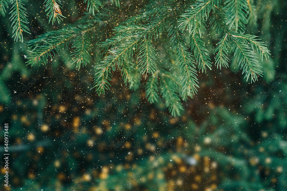 金色节日尘埃中冷杉树的圣诞树枝。新年背景