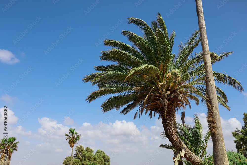 阳光明媚的日子里，美丽的棕榈树