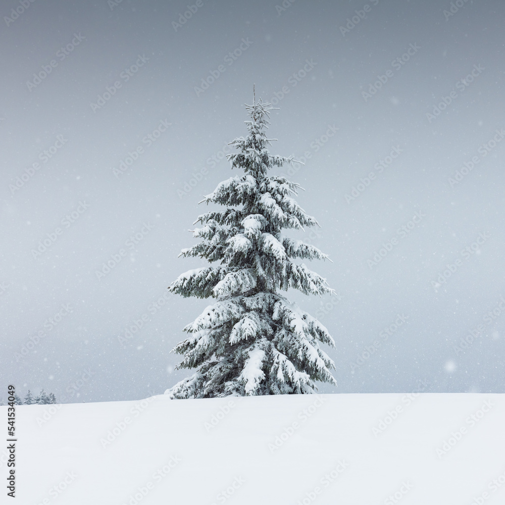 冬日田野里一棵孤独的白雪树，令人惊叹。多云多雾中的极简主义场景