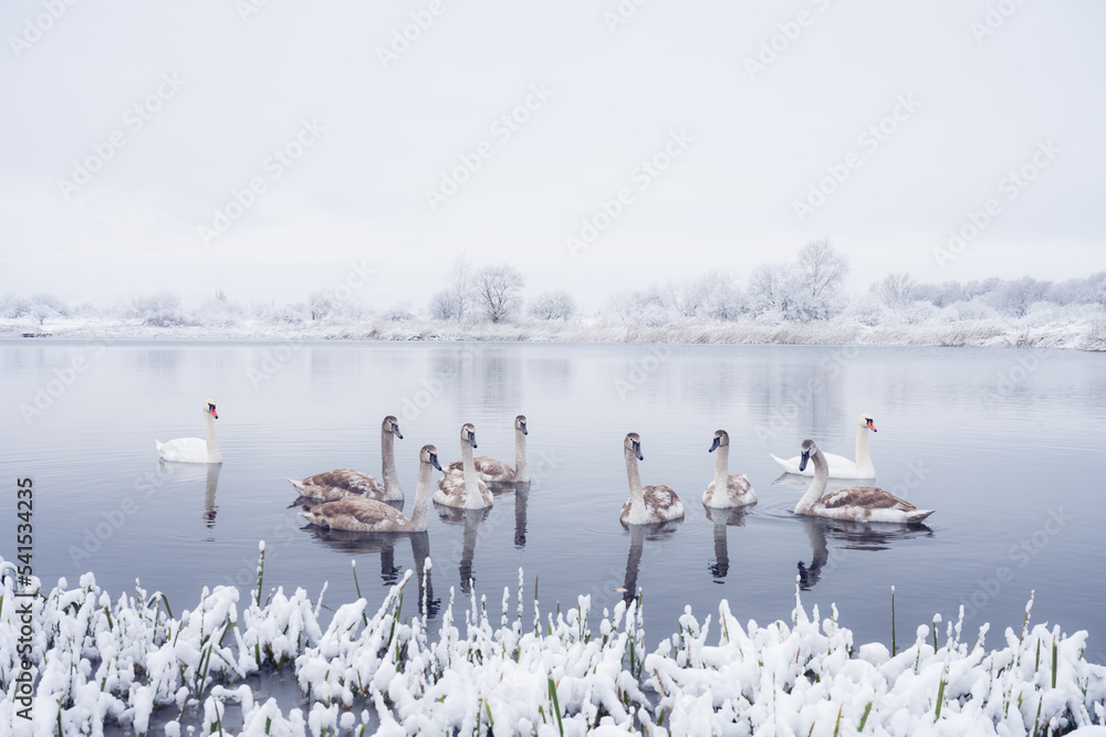 日出时分，天鹅一家在冬季湖水中游泳。白色成年天鹅和小灰鸡